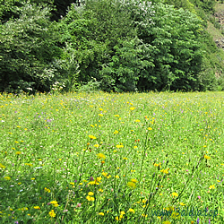 Habitat Cupido (Everes) argiades,tiresias,Papilio amyntas - Kurzschwänziger Bläuling