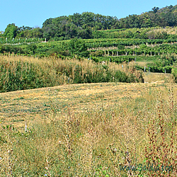 Habitat Cupido (Everes) argiades,tiresias,Papilio amyntas - Kurzschwänziger Bläuling