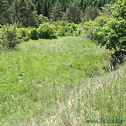 argyrognomon Habitat