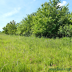 argyrognomon Habitat