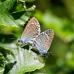 arion Kopula foto