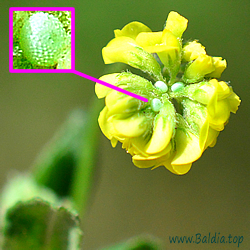 decolorata Eier am Hopfenklee