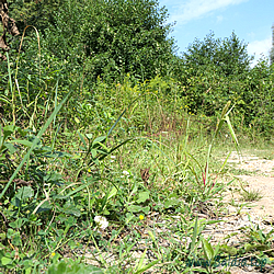 decolorata Habitat 2