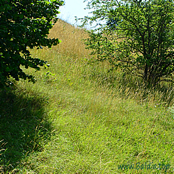 icarus Habitat