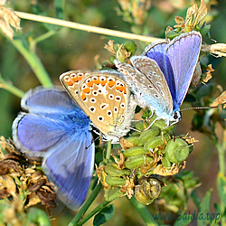 icarus Kopula Stoerung