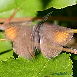 Satyrium ilicis,Thecla ilicis,Nordmannia ilicis Papiliio ilicis,Lynceus,Lynceus,Cerasi, Bischoffii,Esculi,caudatula,cilicica,prinoptas,syra - Brauner Eichenzipfelfalter - Ilex Hairstreak - Thècle de l'yeuse - Querquera serrana