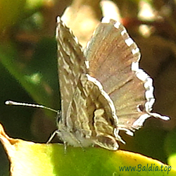 Cacyreus marshalli - Pelargonien-Bläuling