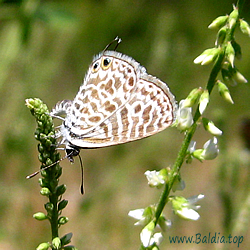 Leptotes pirithous - Kleiner Wanderbläuling