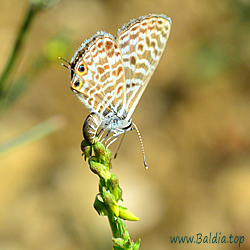 Leptotes pirithous - Kleiner Wanderbläuling