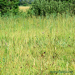 teleius Habitat