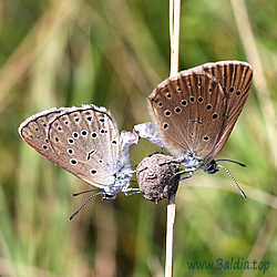 teleius Kopula